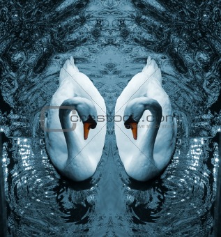 Swan III