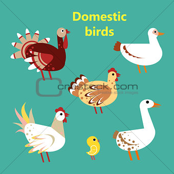 Set of Domestic birds