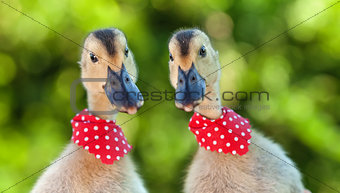Two cute ducklings looking curiously at the camera