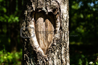 Tree bark in the shape of heart