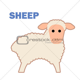 Farm animal sheep isolated