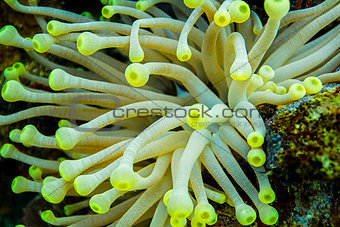 Close up of a anemone