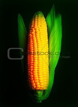 Corn ear isolated on black. Vector