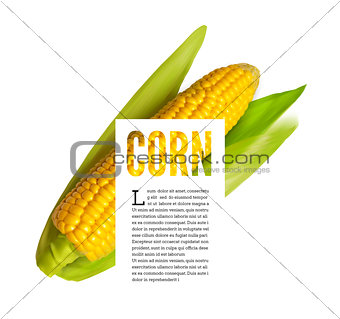 Corn ear isolated on white with text block