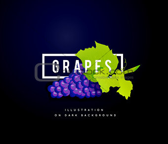 Grape branch with blue grapes. Realistic vector illustartion