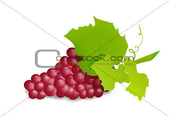 Grape branch with red grapes. Realistic vector illustartion