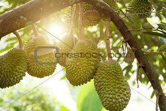 Durian tree in farm.