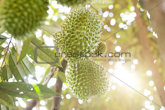 Musang king durian close up