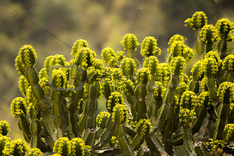 cactus with small yellow flowers wild view