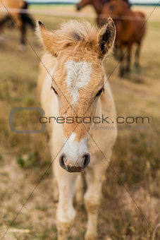 Little foal in the field