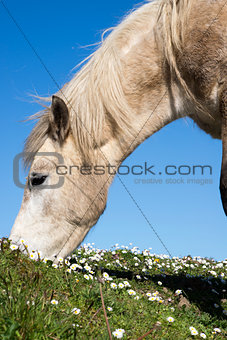 irish pony eating