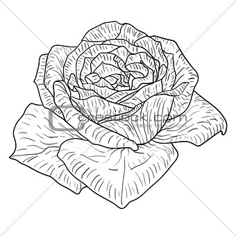 Beautiful monochrome sketch, black and white rose flower isolated