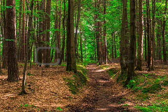 trail for walks in the forest, shooting on a summer day