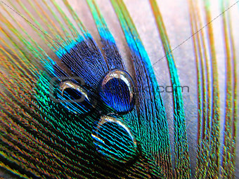 Water Droplets on a Peacock Feather