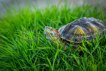 Red-eared turtle resting on the grass basking in the sun.
