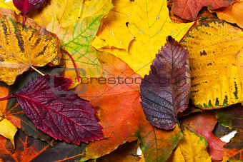 Autumn fallen multicolor leaves
