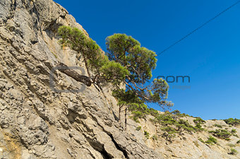 Relict pines on the rock. Crimea