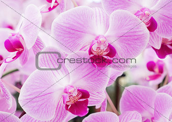Blooming of the fresh phalaenopsis orchid.