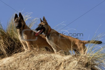 two young malinois