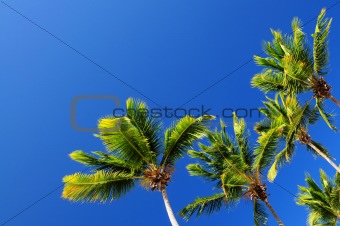 Palms on blue sky