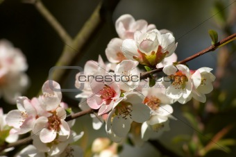 pinkish-white almond blossoms