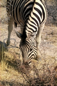Zebra grazing1