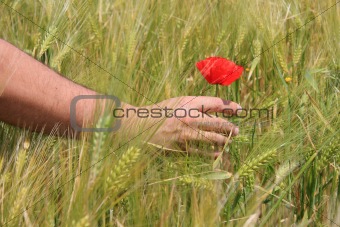 Touching a flower