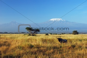 Gnu resting in savannah with Kilimanjaro in the background