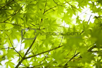Japanese green maple leaves