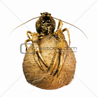 crayfish on coconut