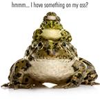 frog question